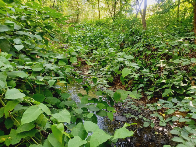 Działka Sprzedaż Grabno 4