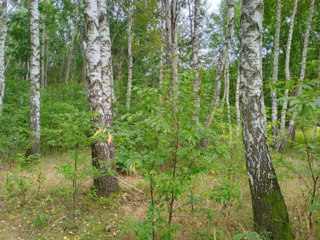 Działka Sprzedaż Leżajsk 7
