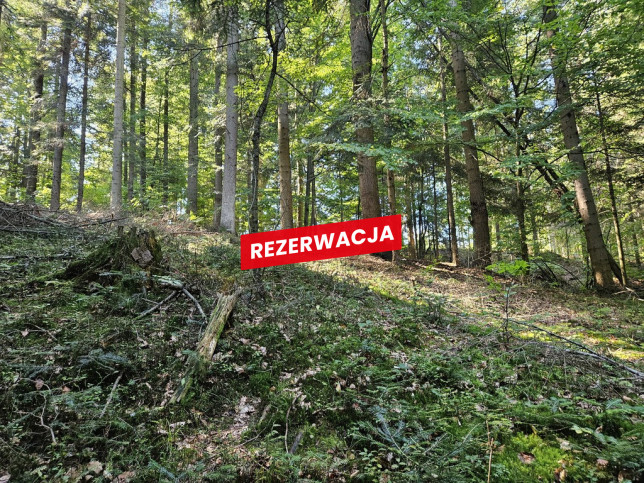 Działka Sprzedaż Żurowa 2