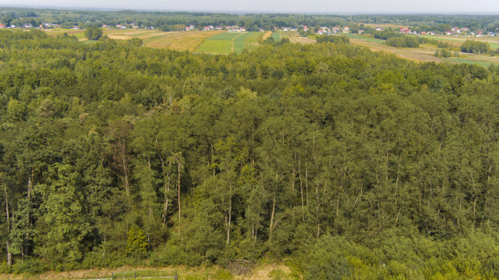 Działka Sprzedaż Dąbrowa Tarnowska Spokojna 7