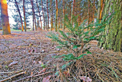 Działka Sprzedaż Wola Krasienińska