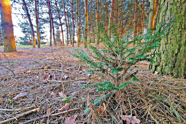 Działka Sprzedaż Wola Krasienińska 11