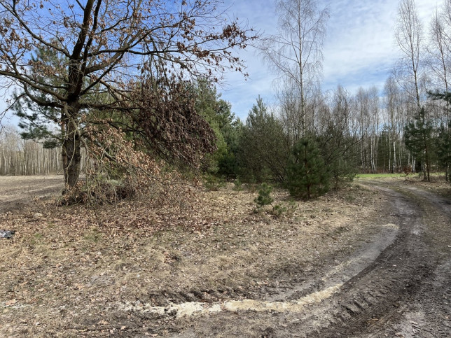 Działka Sprzedaż Karolów 19