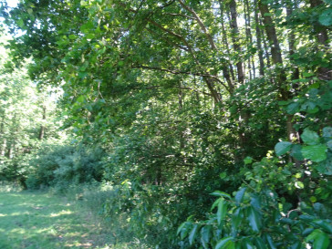 Działka Sprzedaż Adamów
