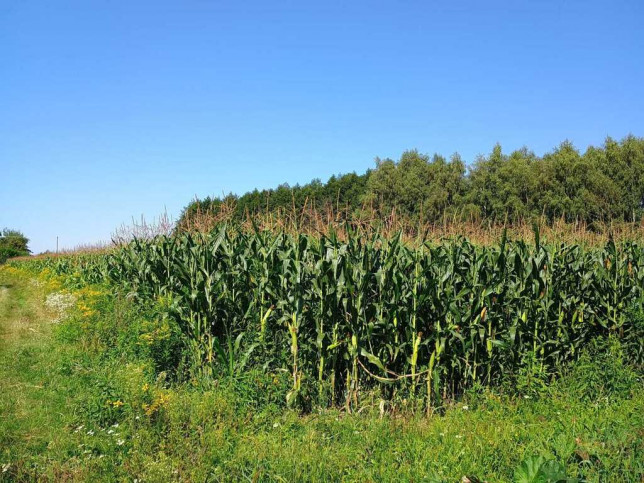 Działka Sprzedaż Laszki 4