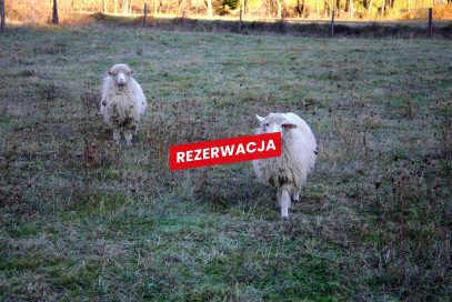 Działka Sprzedaż Łapsze Niżne Józefa Wiśmierskiego