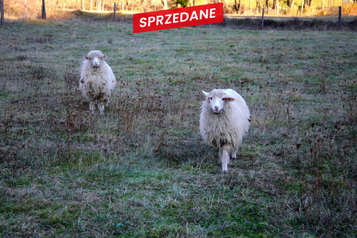 Działka Sprzedaż Łapsze Niżne Józefa Wiśmierskiego 22