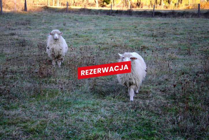 Działka Sprzedaż Łapsze Niżne Józefa Wiśmierskiego 22