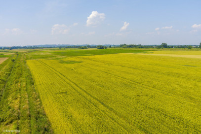 Działka Sprzedaż Szczurowa