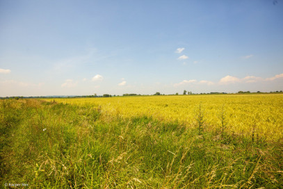 Działka Sprzedaż Szczurowa
