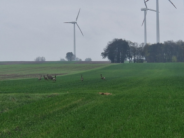 Działka Sprzedaż Piotrków Trybunalski Szafirowa 5