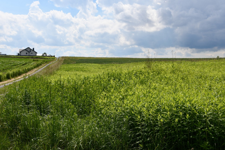 Działka Sprzedaż Krasne 9