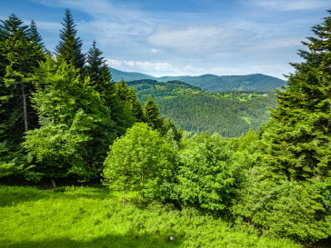 Działka Sprzedaż Stryszawa