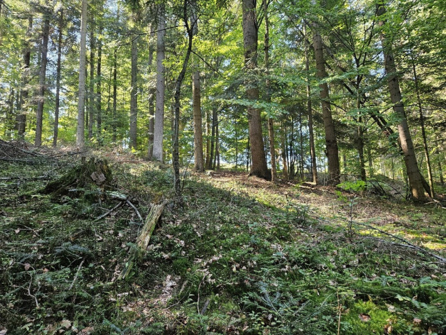 Działka Sprzedaż Żurowa 3