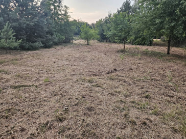 Działka Sprzedaż Dąbrowa