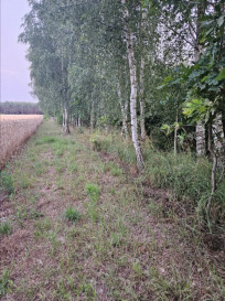 Działka Sprzedaż Dąbrowa