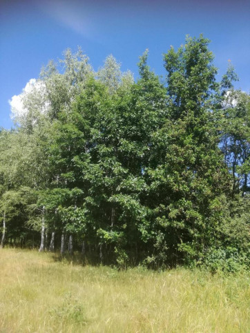 Działka Sprzedaż Garbatówka 4