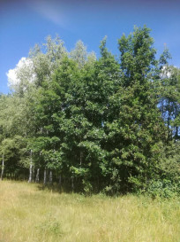 Działka Sprzedaż Garbatówka