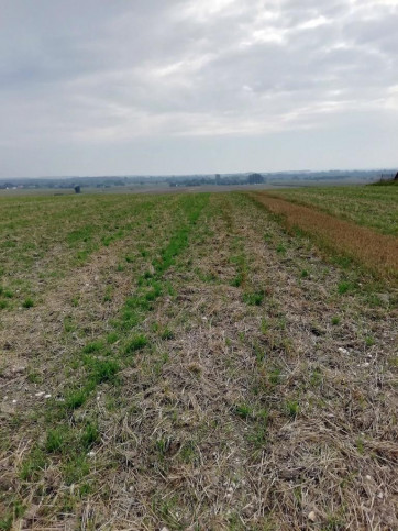 Działka Sprzedaż Nowe Chojno 7