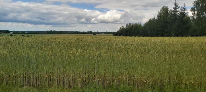 Działka Sprzedaż Starościn 2