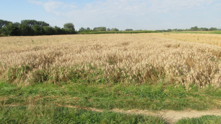 Działka Sprzedaż Laszki 1