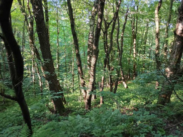 Działka Sprzedaż Drohobyczka