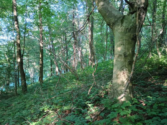 Działka Sprzedaż Drohobyczka 3