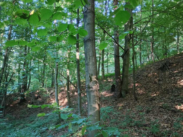 Działka Sprzedaż Drohobyczka 5